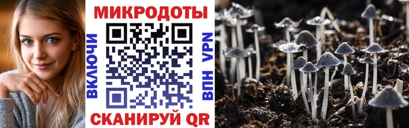 Купить где  Котово  Галлюциногенные грибы Psilocybine cubensis 